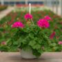 Geranium – Calliope Large Pink – 10″ Hanging Basket